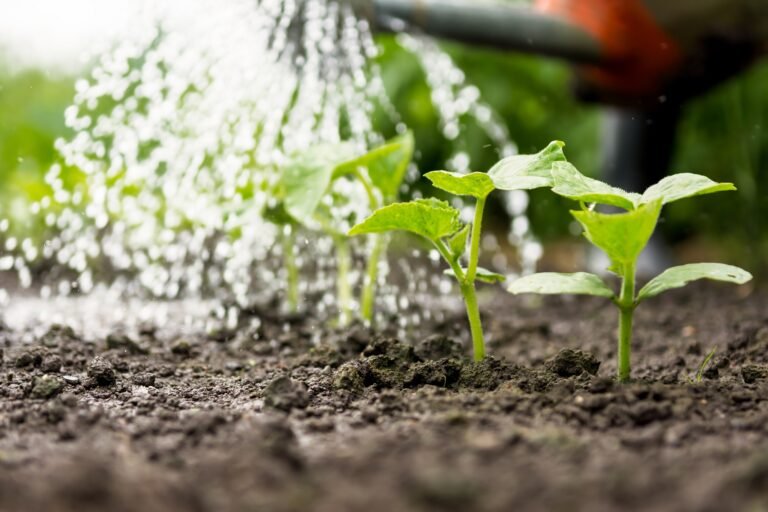 Read more about the article Boosting Agriculture Through Smarter Water Management