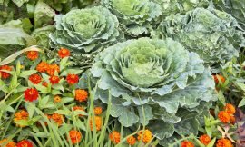 Nevis Hosts First-Ever Seniors Garden Competition