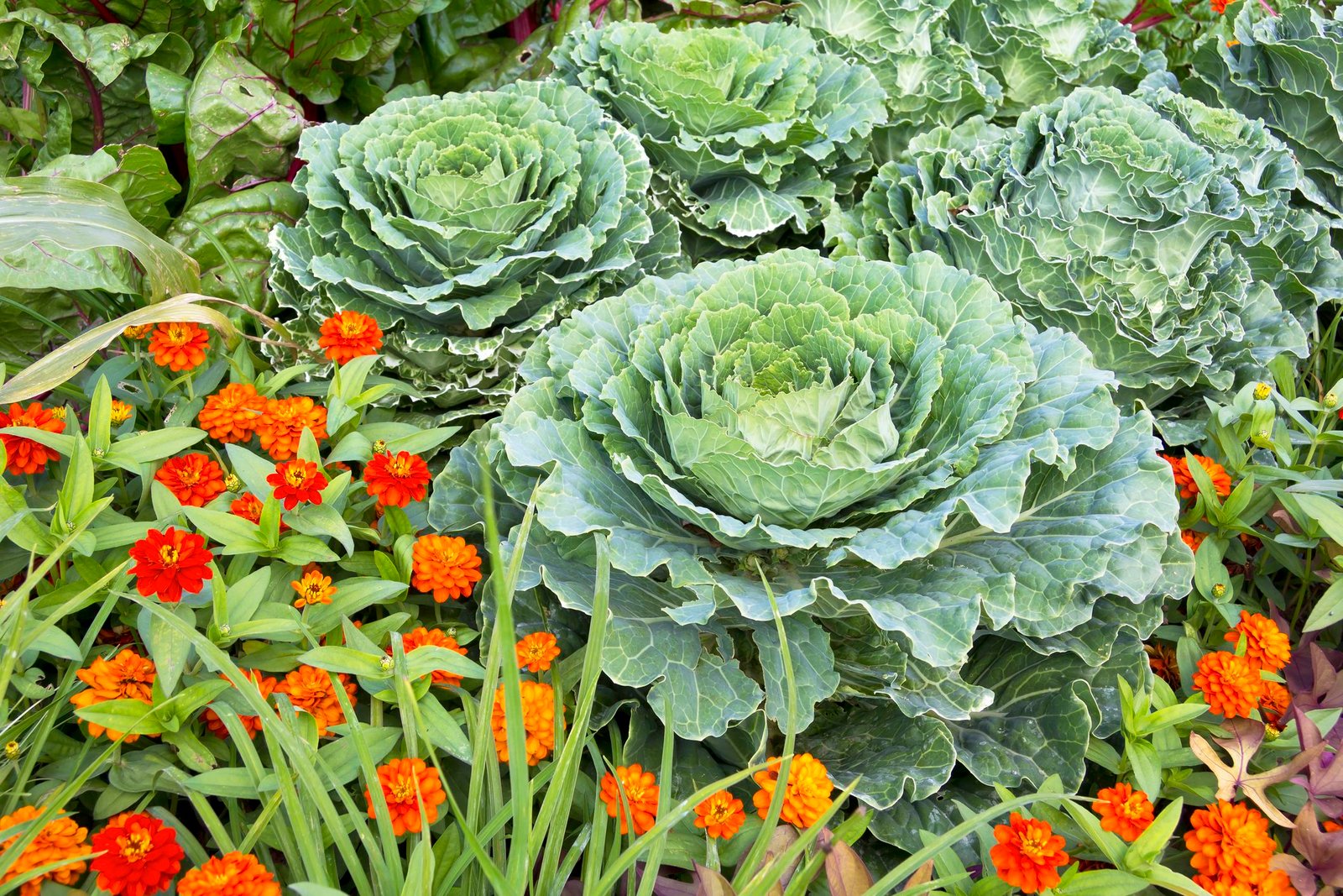You are currently viewing Nevis Hosts First-Ever Seniors Garden Competition
