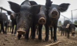 Strengthening Food Security: Advancing the Porcine Industry in St. Kitts and Nevis
