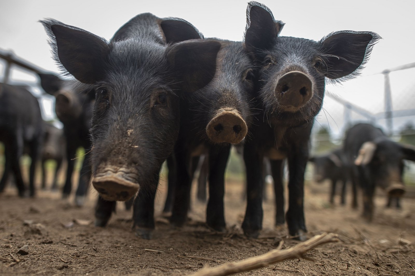 You are currently viewing Strengthening Food Security: Advancing the Porcine Industry in St. Kitts and Nevis