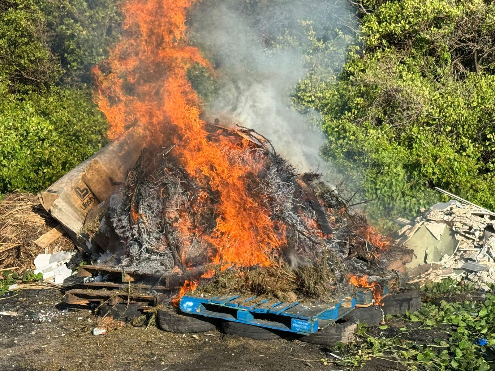 You are currently viewing RSCNPF Destroys Thousands of Cannabis Plants in Major Operation