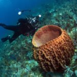 St. Kitts Celebrated in the 2026 Scuba Diving Readers’ Choice Awards