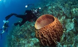 St. Kitts Celebrated in the 2026 Scuba Diving Readers’ Choice Awards