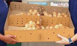 Bayfords Hatchery Marks First Regional Milestone with Shipment to Statia