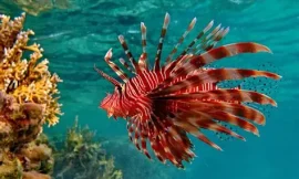 NHCS to host Lionfish Hunt