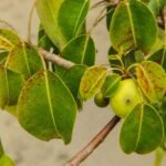 Manchineel Tree Dangers Prompt Joint Talks Between Environment Department and Red Cross in St . Kitts