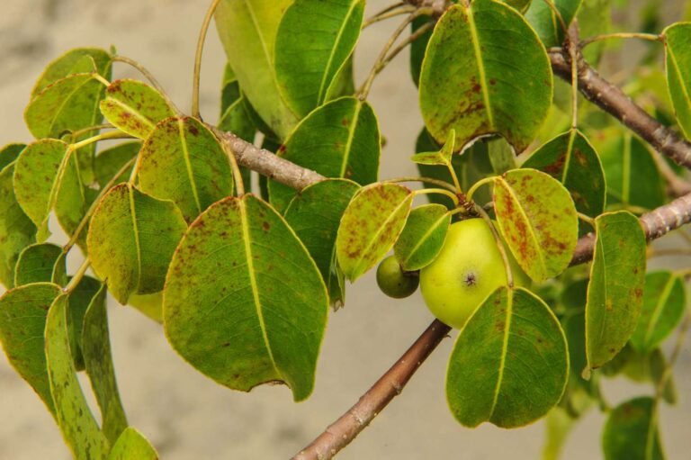 Read more about the article Manchineel Tree Dangers Prompt Joint Talks Between Environment Department and Red Cross in St . Kitts