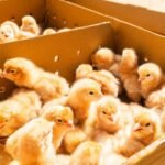 TaiwanICDF Layer Chicken Project Boosts Regional Food Security