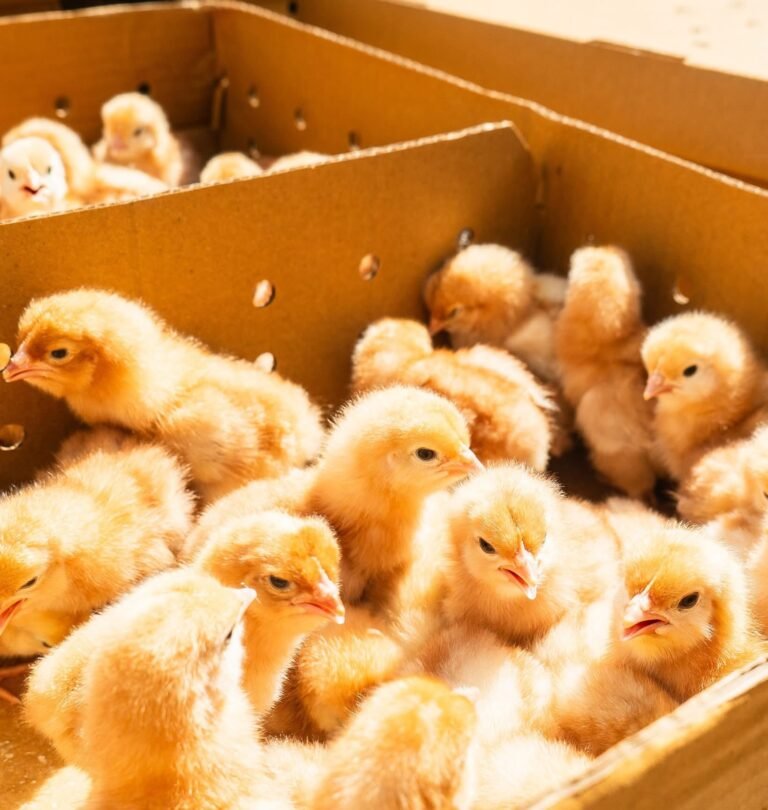 Read more about the article TaiwanICDF Layer Chicken Project Boosts Regional Food Security