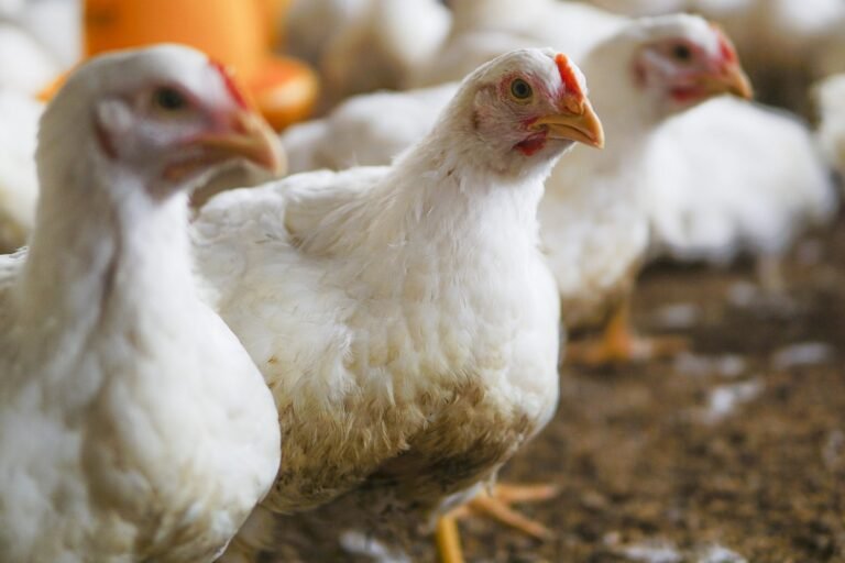 Read more about the article Taiwan-Funded Broiler Project Moves Ahead in Nevis
