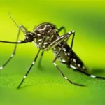 St. Kitts and Nevis Issues Yellow Fever Vaccination Advisory for Travelers