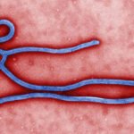 MOH says current risk of Ebola to SKN “remains low”