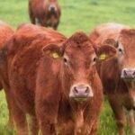 From Land to Sea: Nevis Celebrates Agriculture Awareness Month 2026