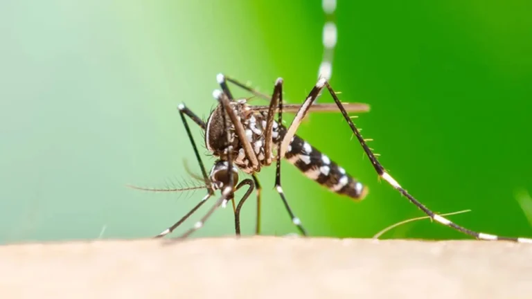 Read more about the article Chikungunya making its way back to SKN’s shores, yes or no?