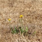 NDMD observes Drought Awareness Month
