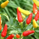 Minister Updates Nation on Tabasco Pepper Project