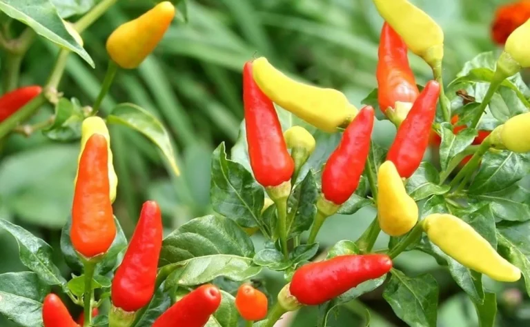 Read more about the article Minister Updates Nation on Tabasco Pepper Project
