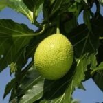 Young man dies after falling from breadfruit tree in St. Kitts