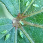 Ministry of Agriculture-St Kitts issues Plant Health Alert, urges vigilance for Cotton Leafhopper